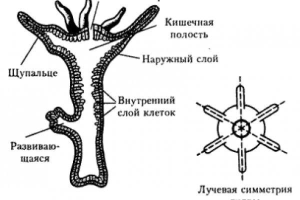 Ссылки мега нз